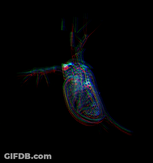 Glitching Real Life Plankton GIF