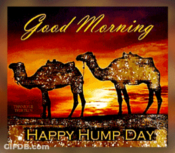 Glittery Camels Hump Day Design Art GIF