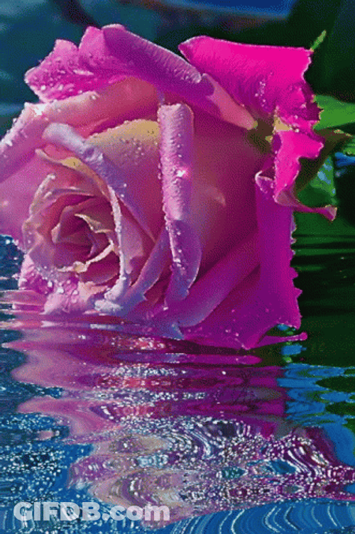 Glittery Pink Roses Water Reflection GIF