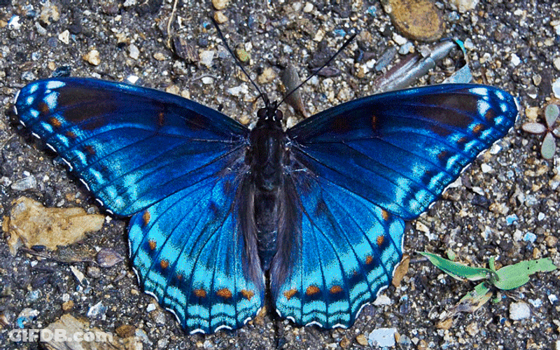 Glowing Blue Butterfly Wings GIF
