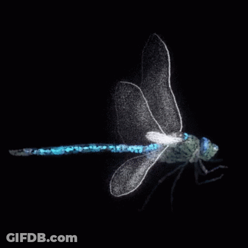 Glowing Dragonfly With Blue Tail GIF