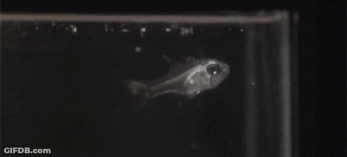 Glowing Fish Meme GIF