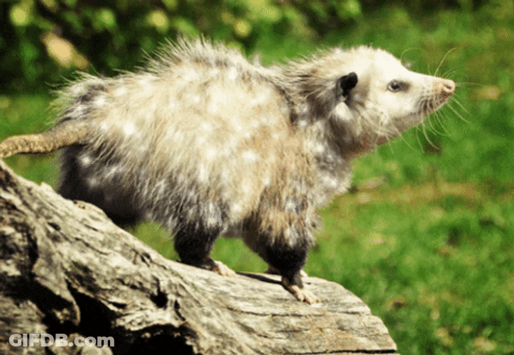Glowing Possum On The Woods GIF