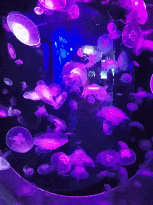 Glowing Violet Jellyfish GIF