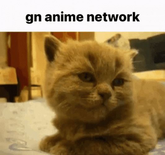 Gn Anime Network Sleepy Cat GIF