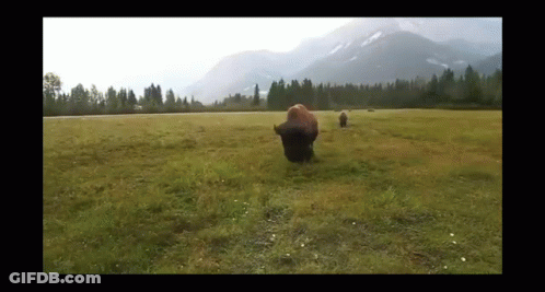 Go Buffs Bison In Grassy Field GIF