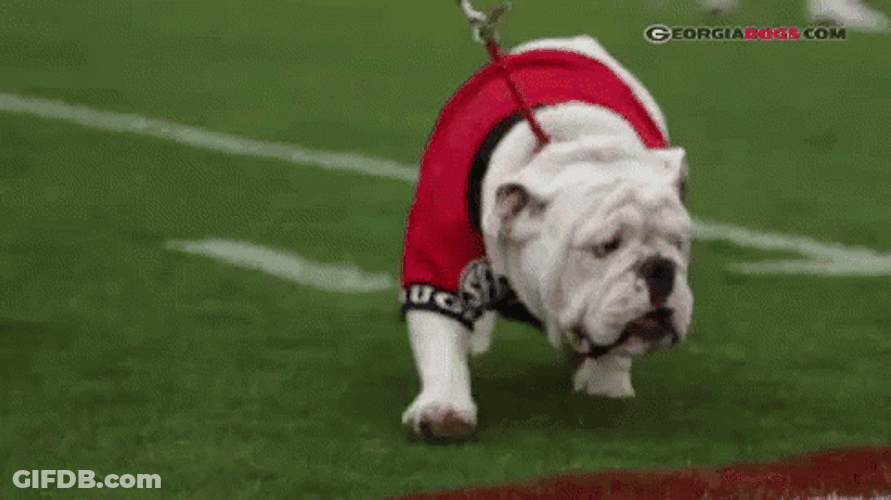 Go Dawgs GIF