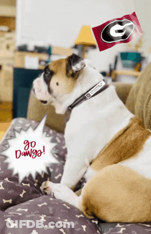 Go Dawgs Sitting Dog GIF