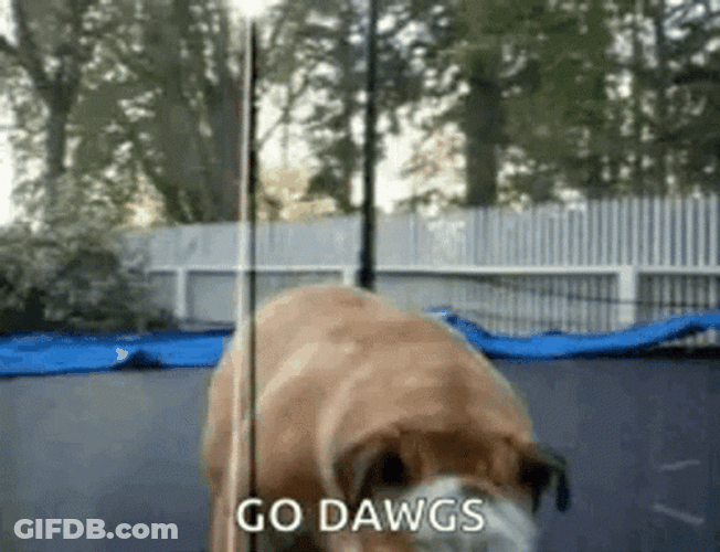 Go Dawgs Trampoline Jumping Dog GIF