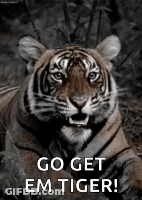 Go Get Em Tiger GIF