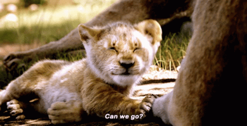 Go Lions Bonding GIF