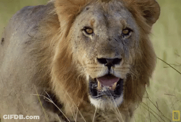 Go Lions Field Walking GIF