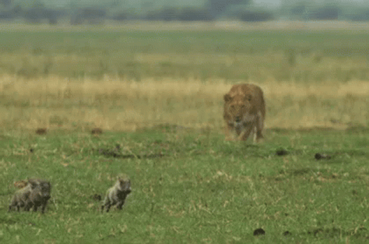 Go Lions Hunting GIF