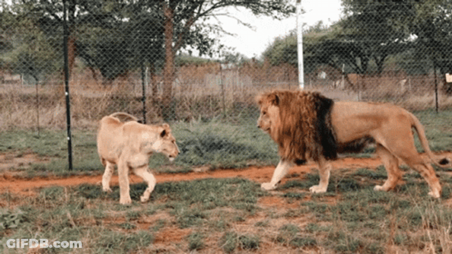 Go Lions Playing GIF