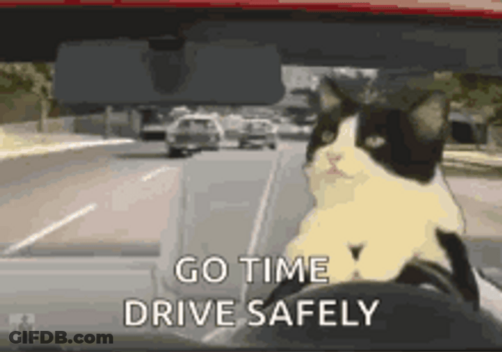 Go Time Drive Safe Cat Driving GIF