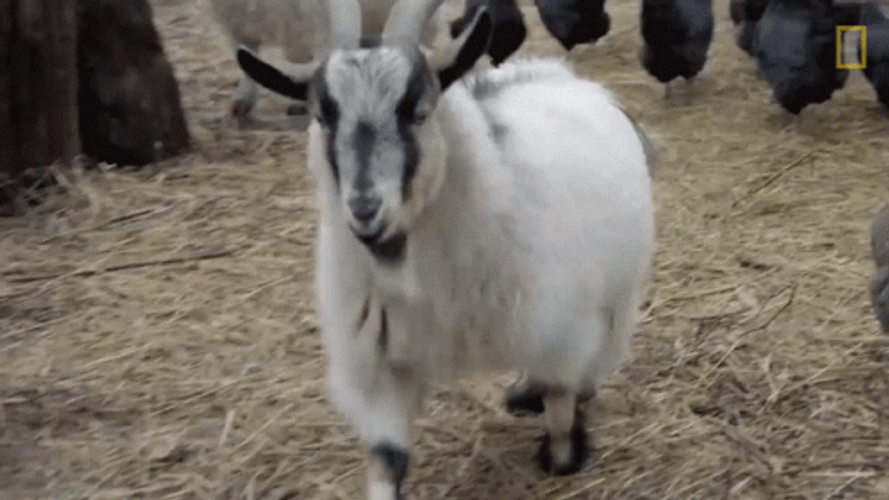 Goat Animal Slow Walk GIF