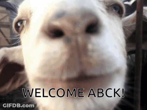 Goat Face With Welcome Back GIF