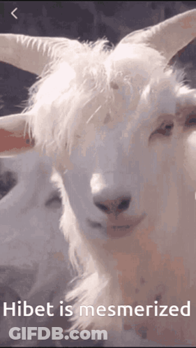 Goat Hibet Is Mesmerized GIF