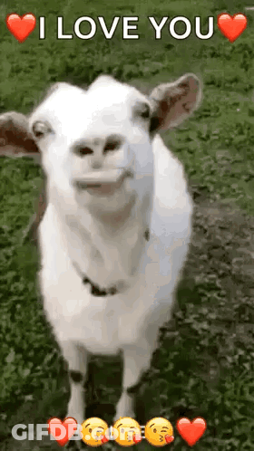 Goat In Grass With Hearts Saying I Love You GIF