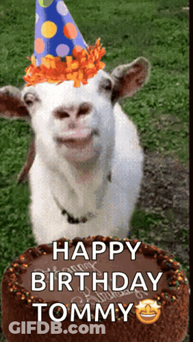 Goat In Party Hat Next To Birthday Cake GIF