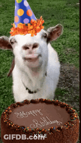 Goat In Party Hat With Birthday Cake For Kyle GIF