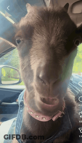 Goat In Pink Collar In A Car GIF