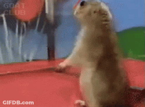 Goat In Red Sunglasses GIF