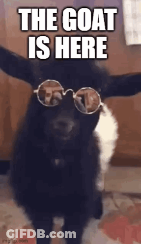 Goat In Sunglasses GIF