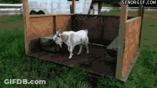 Goat In Wooden Fenced Field GIF