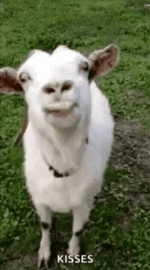 Goat Kisses Licking Silly GIF