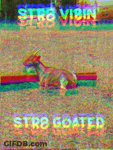 Goat Laying On Ground With Strogated Text GIF