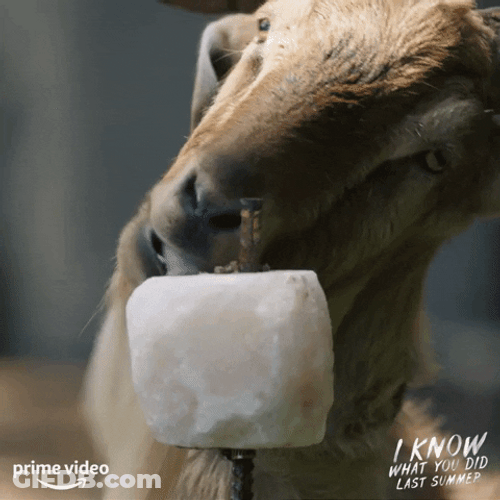 Goat Lick Sticking Tongue Out GIF