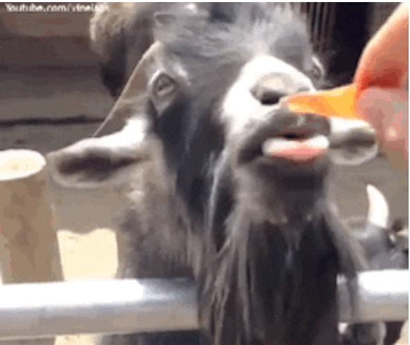 Goat Licking Food GIF