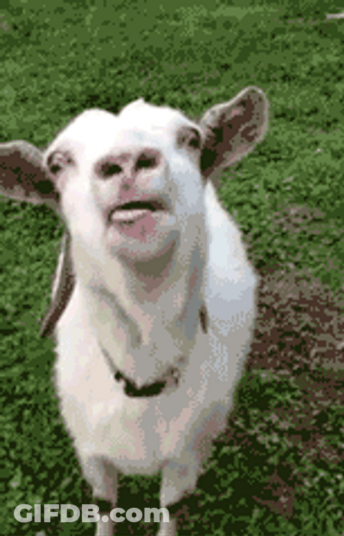 Goat Licking Tongue Out GIF