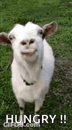Goat Making Funny Face In Grass GIF