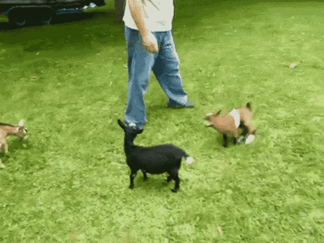 Goat Meme Brown Kicked Black Goat GIF