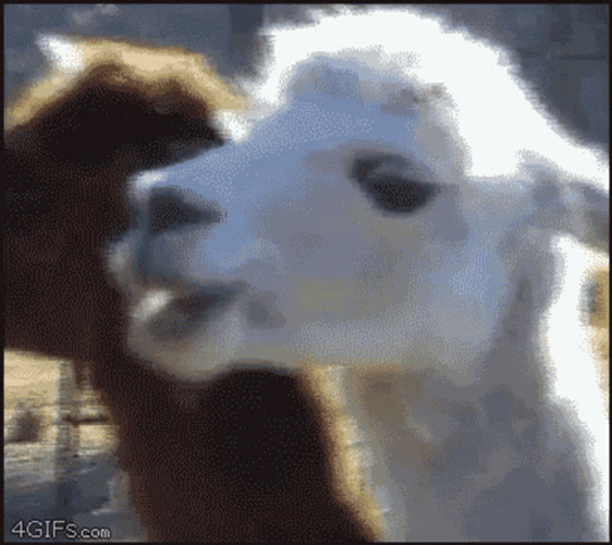 Goat Meme Chewing GIF