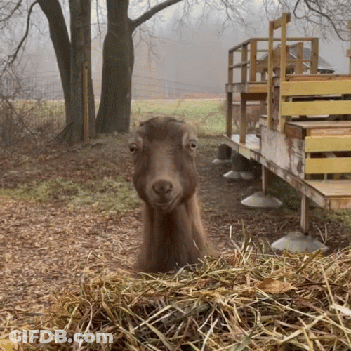 Goat Meme Curious GIF