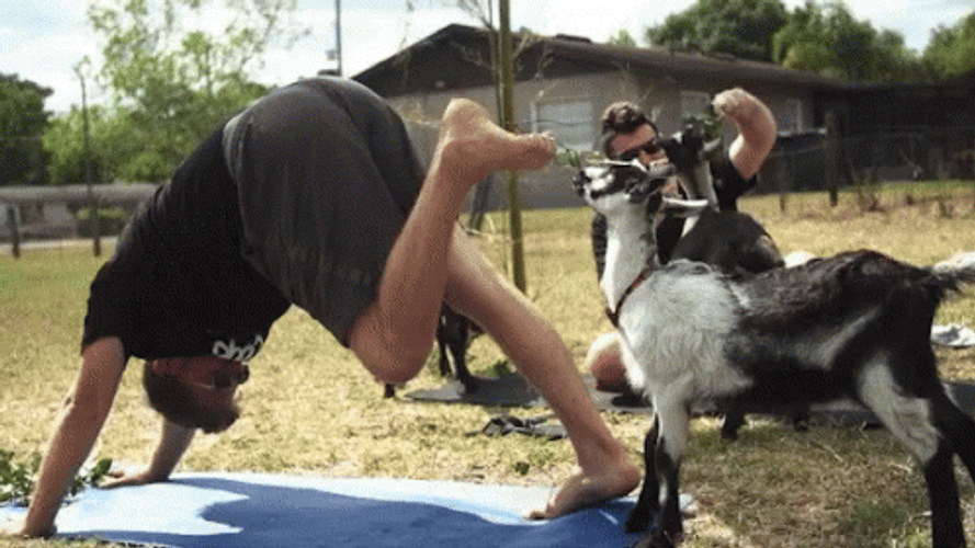 Goat Meme Feeding The Goat Using Feet GIF