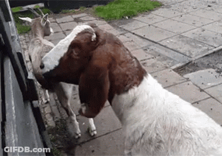 Goat Meme Flipped Head GIF