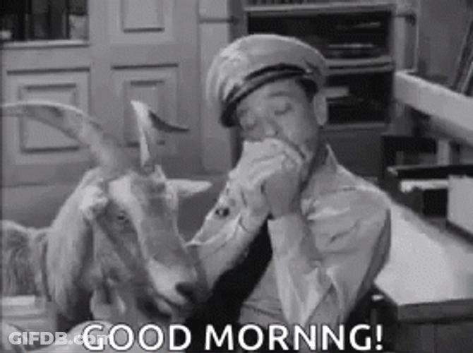 Goat Meme Good Morning GIF