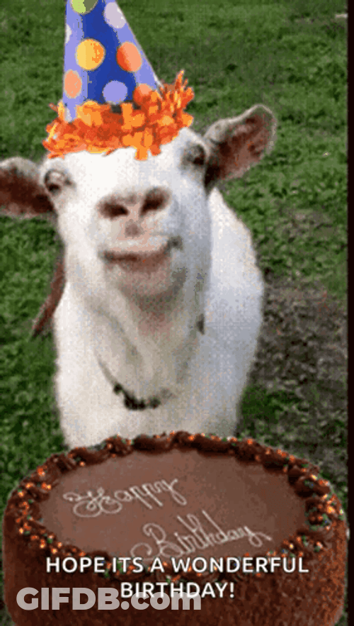 Goat Meme Happy Birthday With Cake GIF
