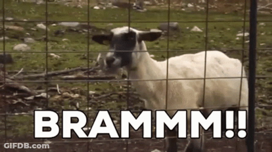 Goat Meme Shouting For Help GIF