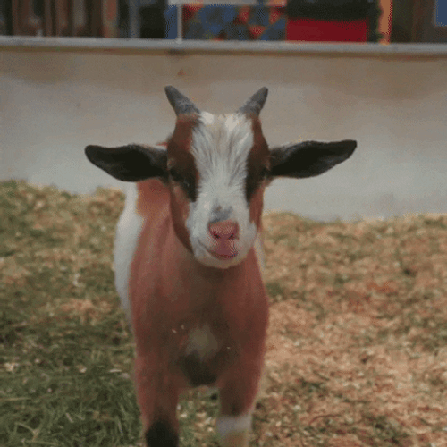 Goat Nom Nom Chewing GIF