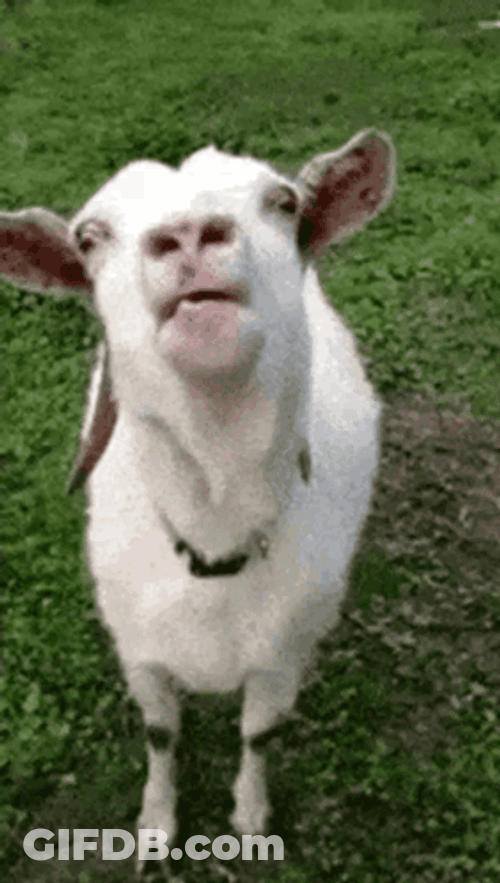Goat Performance Is Blah Blah BLah GIF