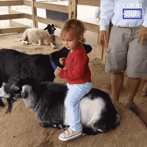 Goat Ride Fail GIF