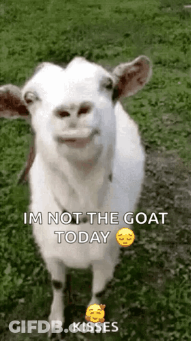 Goat Saying Im Not The Goat Today Kisses GIF