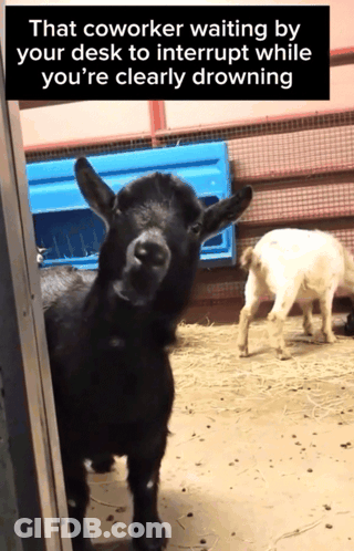 Goat Saying That Coworker GIF