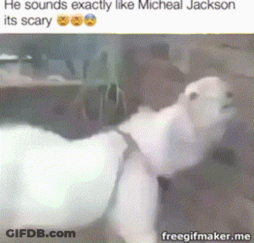 Goat Sounds Exactly Like Michael Jackson GIF