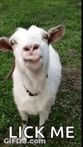 Goat Standing In Grass Lick Me GIF